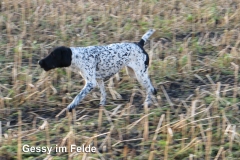 Gessy-im-Felde