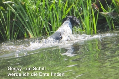 Gessy-im-Schilf