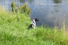 Gessy-wo-ist-die-Ente